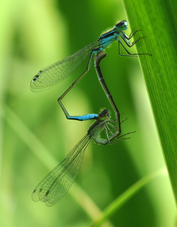 Accoppiamento di ... Ischnura elegans? - S